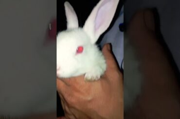 cute rabbit "dim" @ayushisworld1#shorts  #ytshorts #ytindia #yt #viral