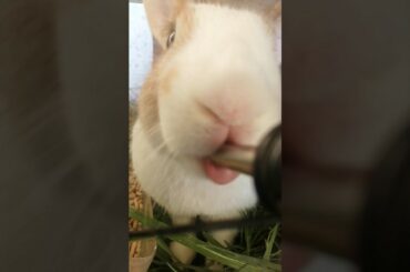 funny rabbit #cute #rabbit #bubit #shanang #awesome