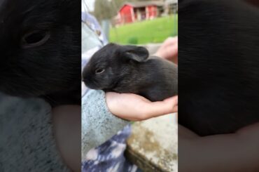 Cute Baby Rabbit!