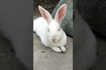 Cute Rabbit funny #short viral video#youtubeshorts