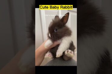 Cute Baby Rabbit Compilation | Rabbit Videos