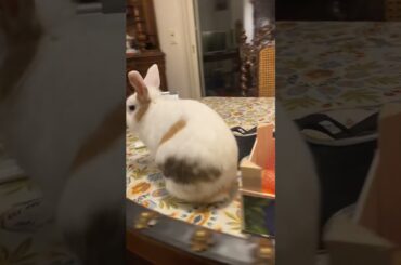 Cute rabbit