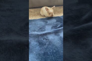 Cute baby bunnies!!!!