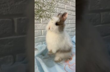cute rabbit short #shorts