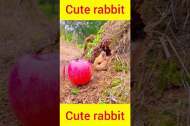 Cute Rabbit Eating Apple#shorts #shortsfeed #youtubeshorts #rabbit