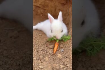 #cute #rabbit