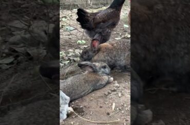cute baby bunny #lovelyrabbit #rabbit