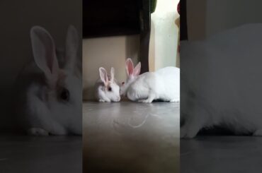#viral #bunny #cute #rabbit