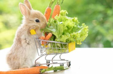 Cute Rabbit - Baby Rabbit and Funny Rabbit 2023 | Dww Animals