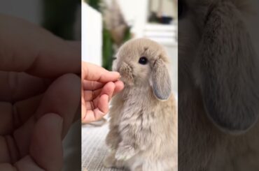 Cute Baby Rabbit #shorts #short #viral #animal #youtube #trending #pet #pets #cute #baby #rabbit
