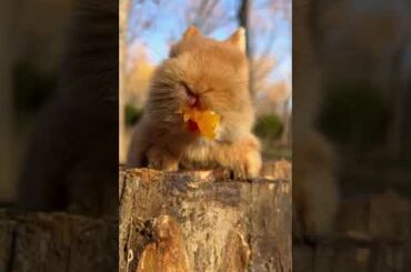 4 #cute #rabbit