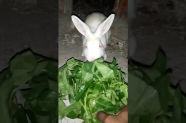 My Cute Bunny eating#youtubeshor#shortvideo#Myanimal@KD.Animals