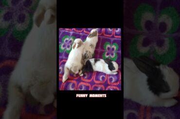 Cute Baby Rabbit sleeping& funny moments #shorts #short #viral #animals #pet #pets #ytshorts #india