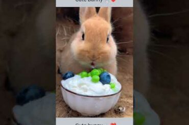 Cute Bunny #shorts