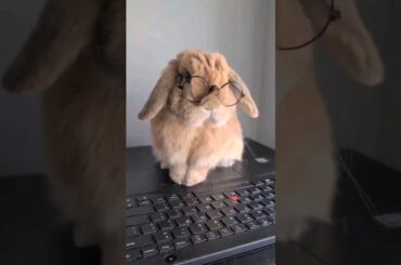 Professor Bunny | Cute Bunny Funny Short | Cute Rabbit #shorts #bunnyshorts #rabbitshorts