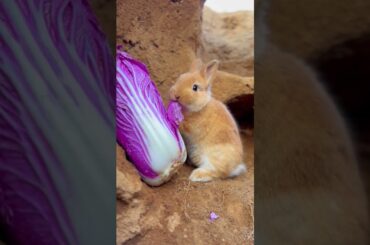 #cute #rabbit