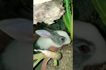 cute baby rabbit eating aloevera @ayushisworld1 #shorts #ytshorts #ytindia #yt #viral