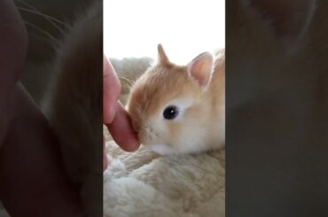 Cute small ear Babby Bunny | Cute Bunny | Cute Rabbit #shorts #rabbits #bunnyshorts