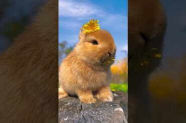 cute rabbit#shorts#cute