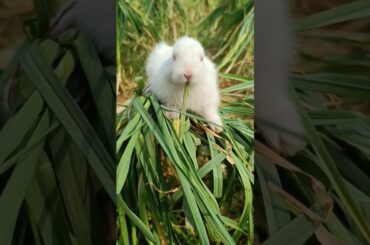 Cute rabbit baby #trending #status #viralshort #baby #shortsfeed #viralvideo #todayviralshorts