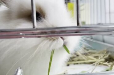 Cute Baby Bunny eats