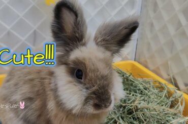 Funny and Cute Bunny Rabbits Compilation Videos 25