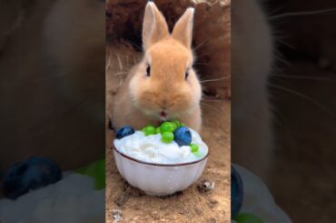 cute rabbit  video. funny videos animals #shorts #pets
