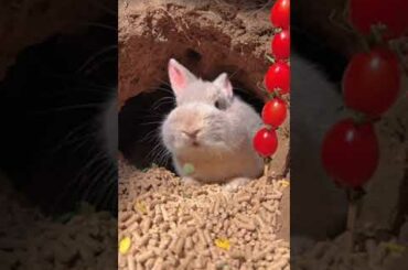 18 #cute #rabbit