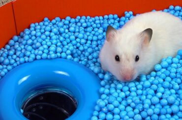 Pool Maze for Hamster - Rainbow Pyramid Maze