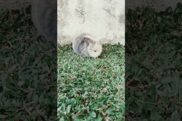 #bunny #rabbit #animals #cute happy yarn super cute bunny