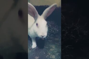 cute Rabbit #shorts #shortvideo #viral #animals