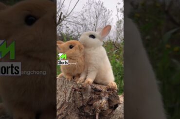 cute rabbit loving each other #rabbit #shorts #youtubeshorts #youtube #ytshorts #shorts @tmshorts2