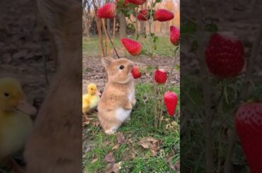cute bunny and strawberry