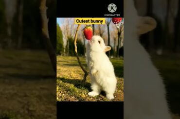 cute bunny eating strawberry. A beautiful moment  #shorts #viralshorts