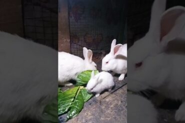 Cute Baby Rabbits Playing,Feeding Activities | Bunny Rabbit(Baby Rabbits)#RunnyRabbits #Babyrabbits