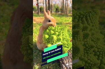 cute bunny having breakfast || Cute Rabbit || Short || Youtube Short
