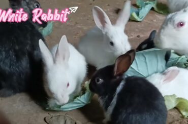 Bunny rabbit with cute cute baby rabbit # white rabbit bunny rabbit