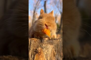 Cute rabbit, A beautiful, Comment #khempuppyofficial