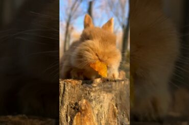 Cute rabbit #shorts