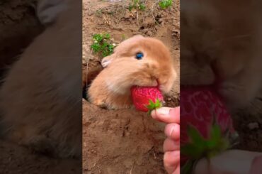 cute rabbit #short #youtube shorts #rabbit