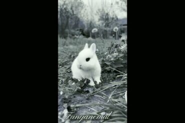 what a cute rabbit