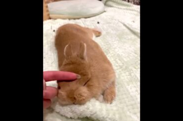 Cute Bunny #shorts #short #viral #youtube #trending #pets #ytshorts #pet #rabbit #animal #cute #baby