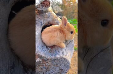 #cute #rabbit
