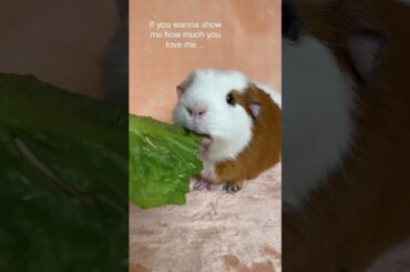 cute bunny eating #dog #cat #tiktok #cow #bhoot #rabbit #tino #bunny #viral #chowchow #ytshorts