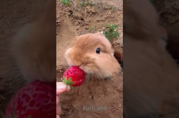 Cute #Bunny Eating Strawberry #rabbit #furryfriends #animalvideos
