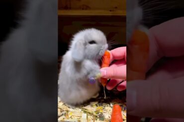 cute baby rabbit #shorts