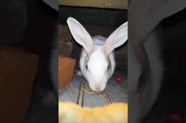 #viral #bunny #cute #rabbit
