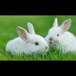 Cute Baby Rabbits Playing,Feeding Activities | Funny Rabbit (Baby Rabbits)