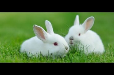 Cute Baby Rabbits Playing,Feeding Activities | Funny Rabbit (Baby Rabbits)