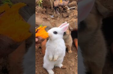 cute rabbit and puppies